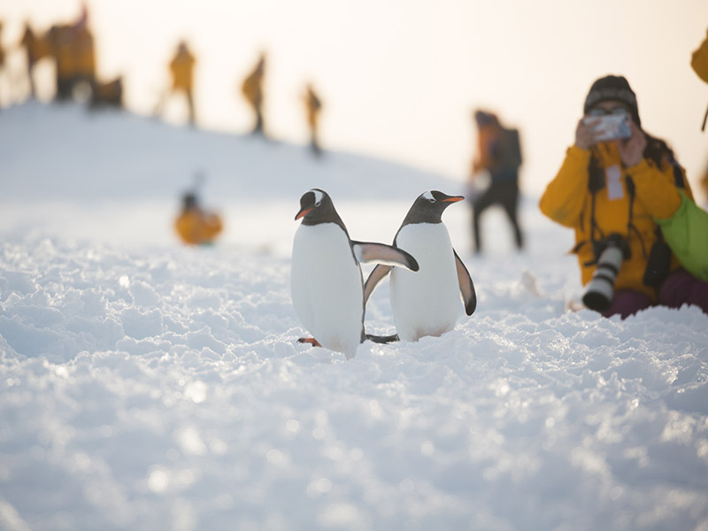 Penguins Antarctica