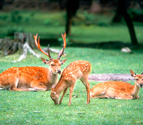 Nara Deer Park, Japan