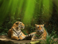 tigers bali zoo