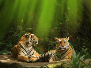 tigers bali zoo
