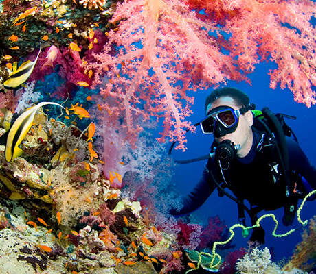 Dive the red sea
