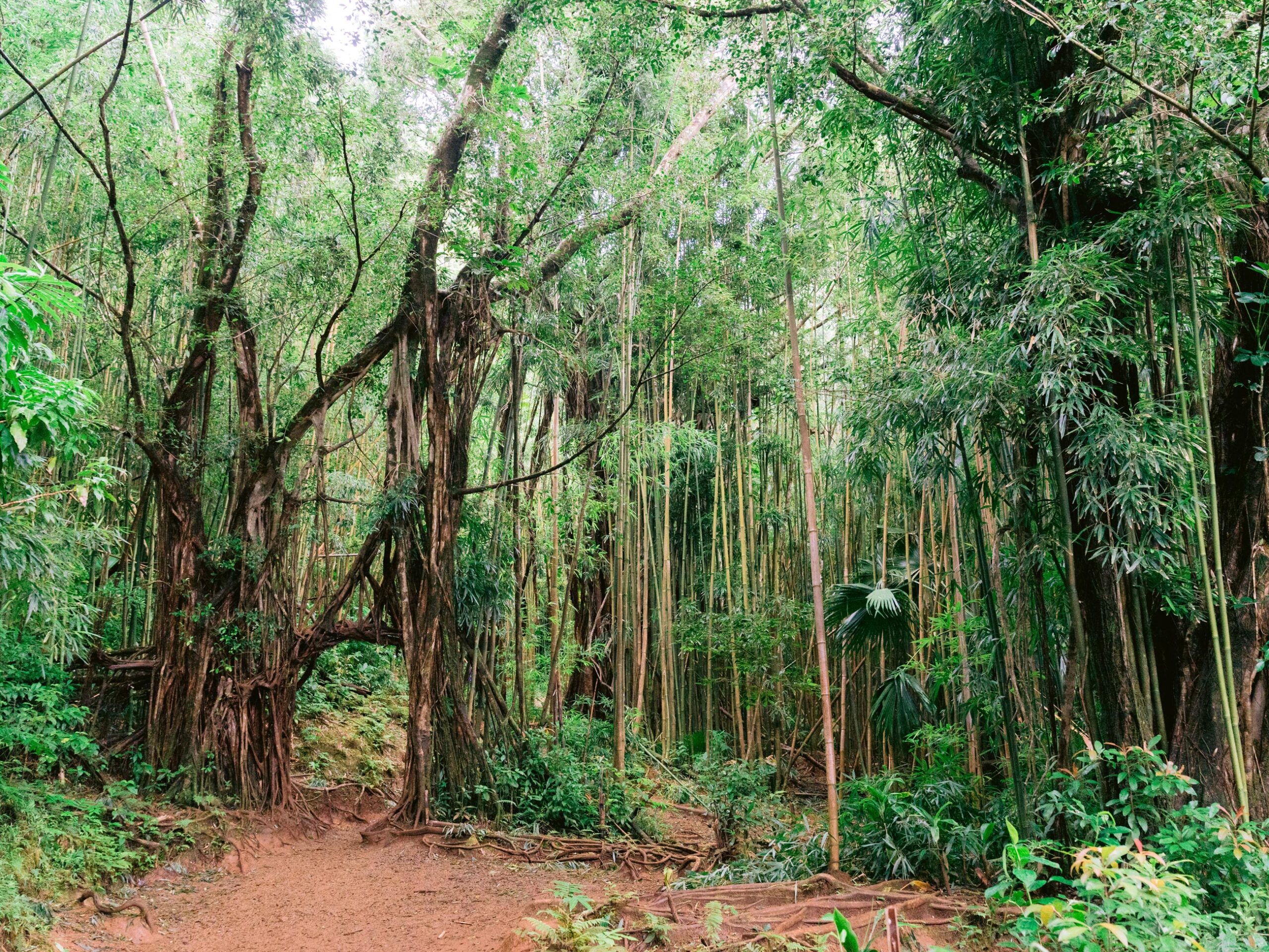 banyan trees at Mānoa Falls Trail