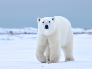 Churchill Wild, Churchill Manitoba