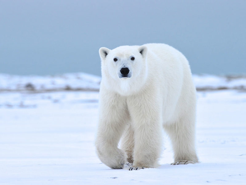 An arctic adventure made possible with Churchill Wild