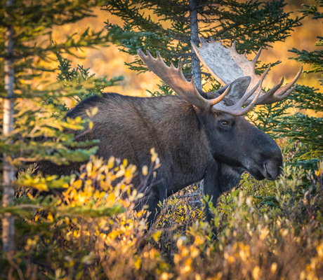 The rich wildlife of Hudson Bay - Churchill Wild Polar Bear Tours