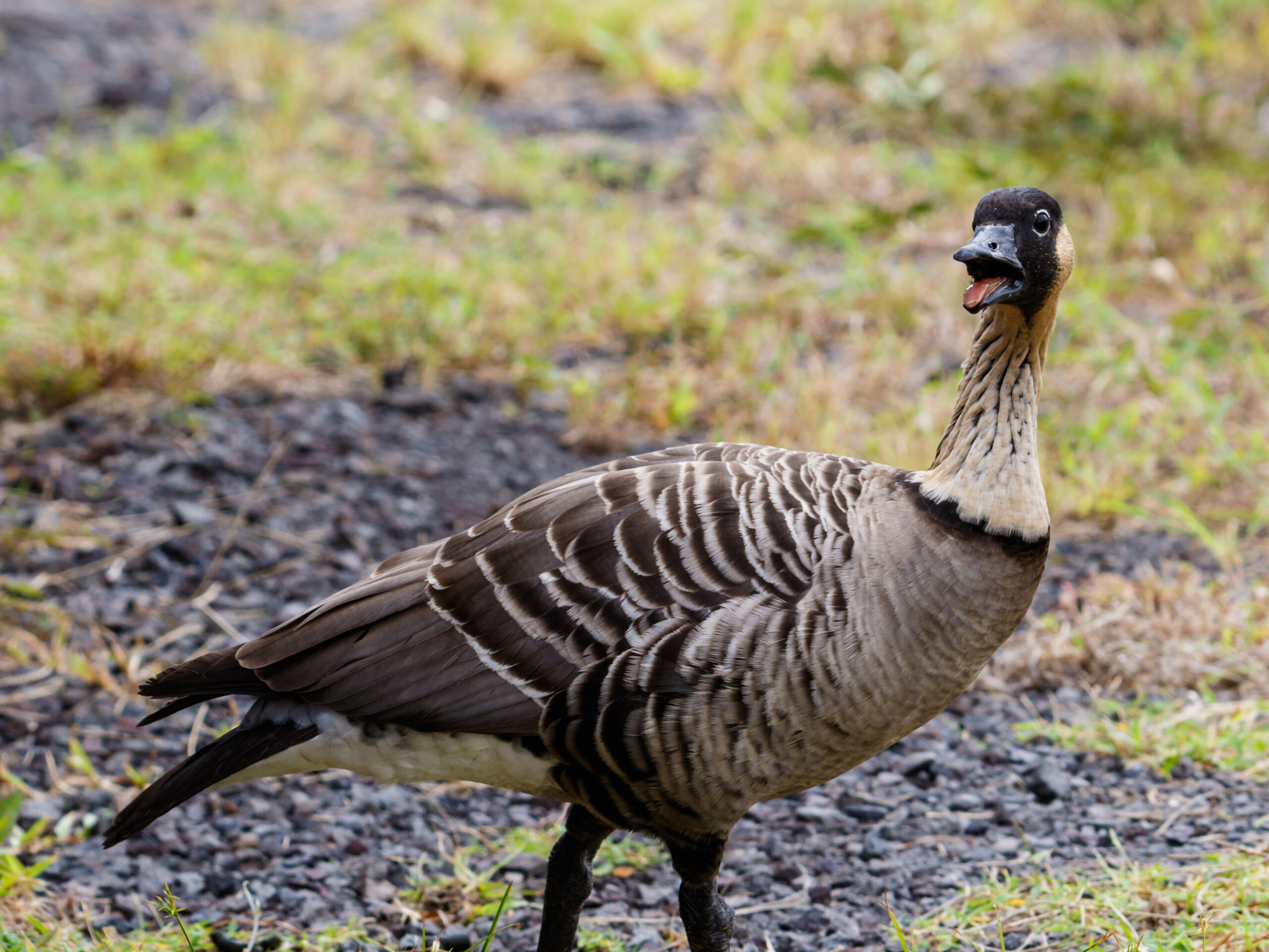 the endangered Nēnē in Hawaii