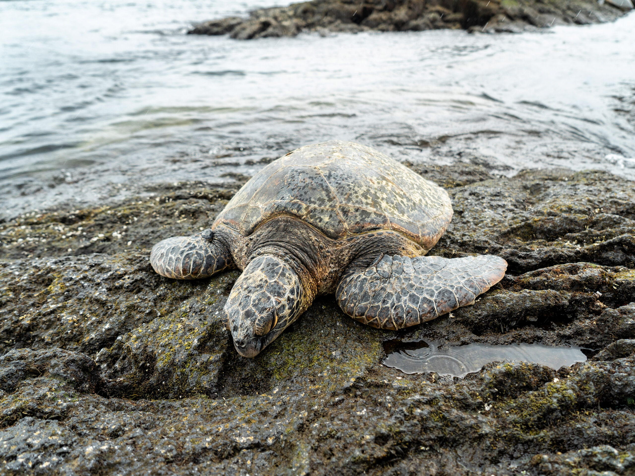 a Hawksbill turtle on Big Island, Hawaii