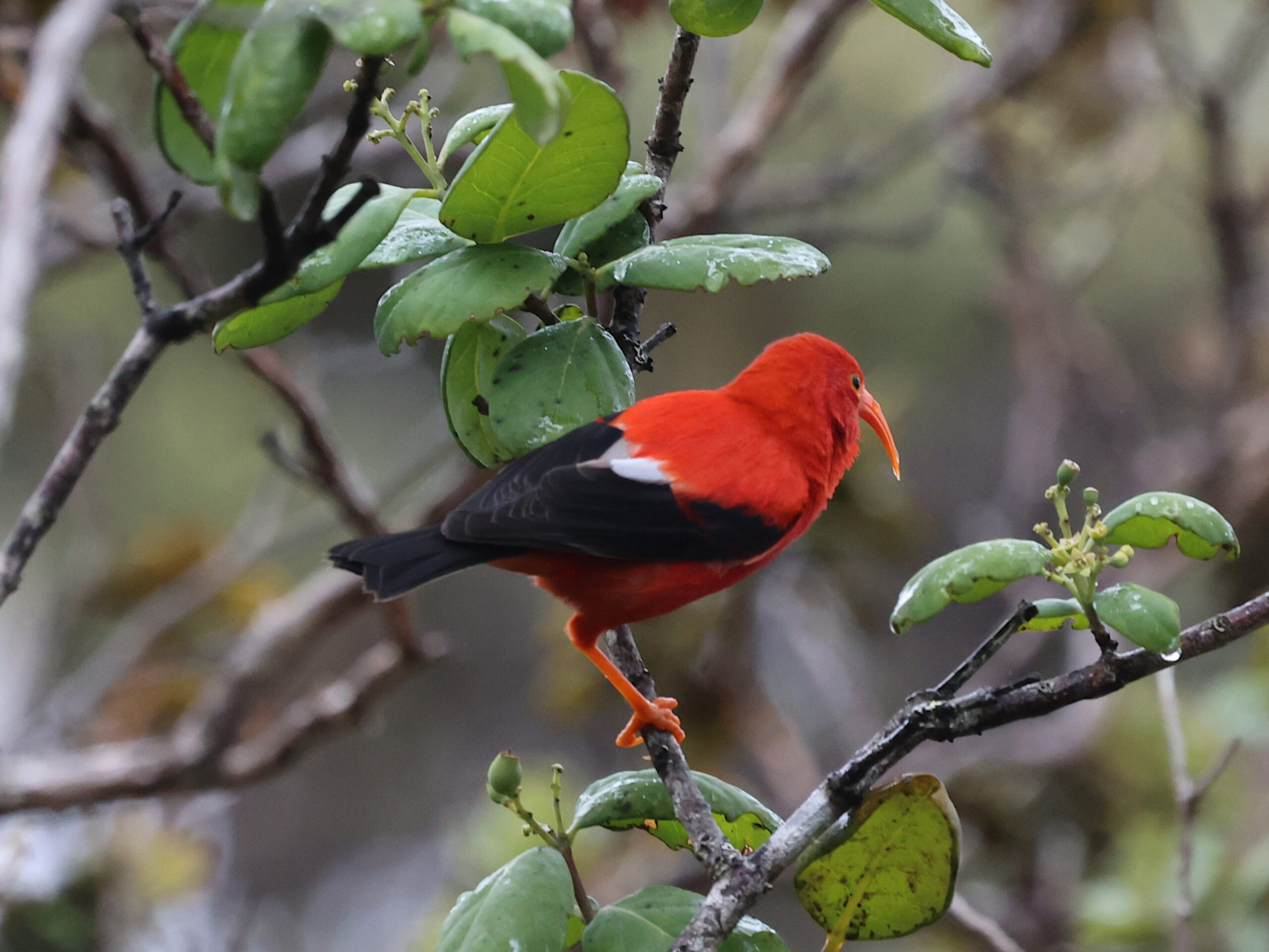 the Hawaiian honeycreeper on Big Island, Hawaii