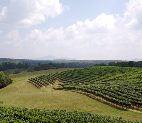 Georgia winery