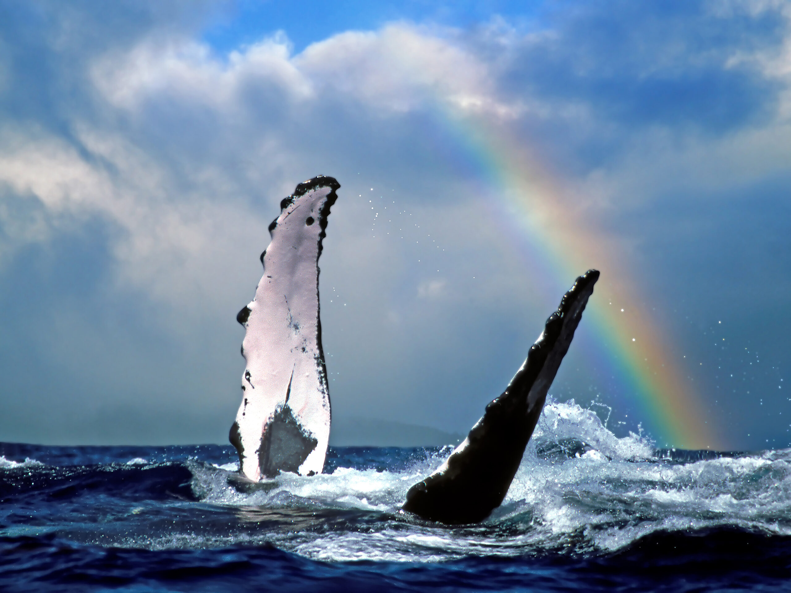 a rainbow during a whale watching tour in Hawaii