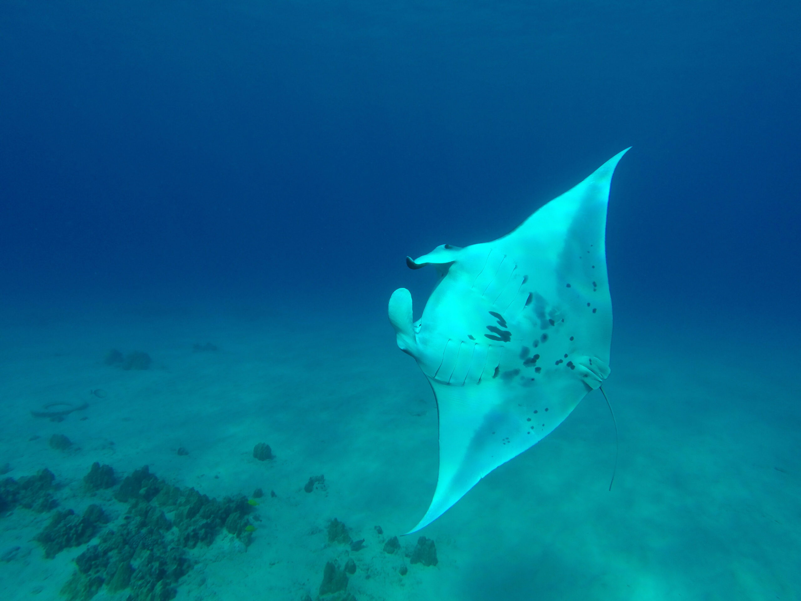 a manta ray off the Kona coast, Hawaii