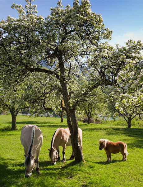 Fjord ponies