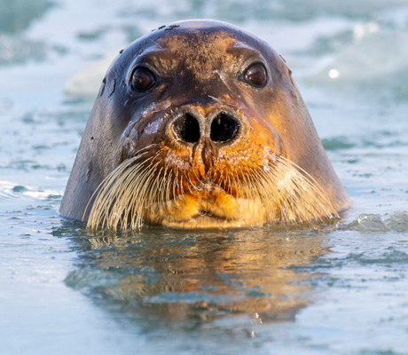 Hurtigruten Conscious