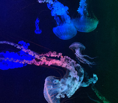 Kamo Aquarium, Tohoku
