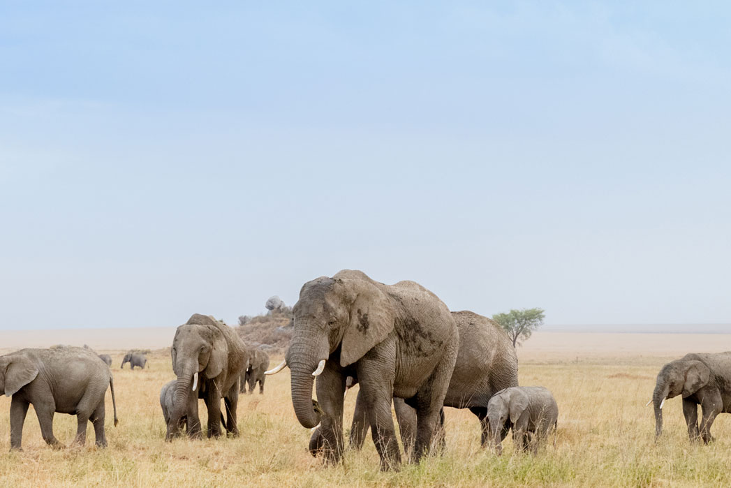 trafalgar tours african safari