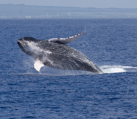 Breaching whale