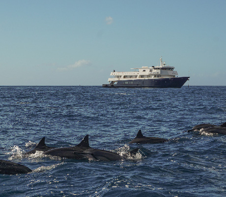 pod of spinner dolphins
