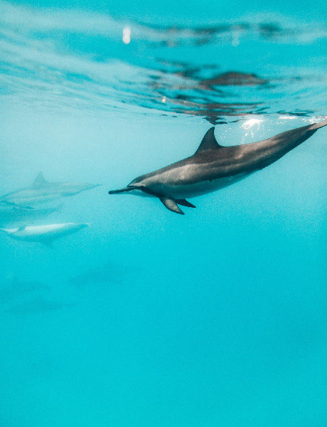 dolphin underwater