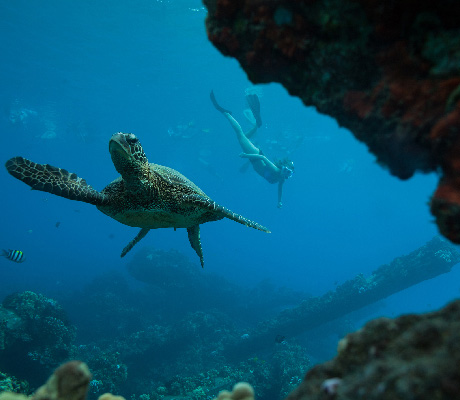 sea turtle