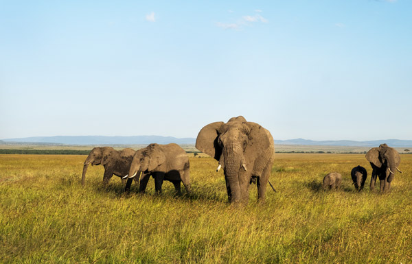 A mesmerising safari through the plains of the Maasai Mara ...