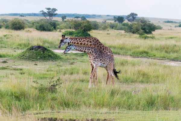 Giraffes in Kenya