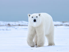 Churchill Wild Polar Bear Tour