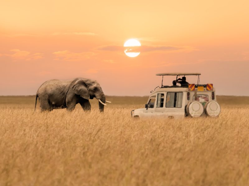 Elephant next to safari car in Maasai Mara