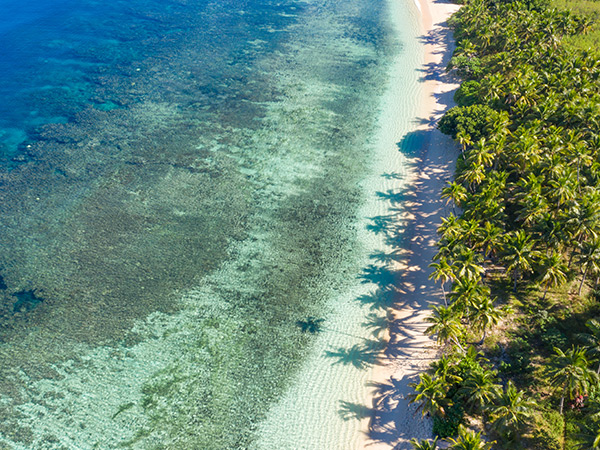 Aerial Fijian palm trees