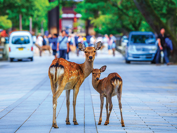 Deer Nara Park