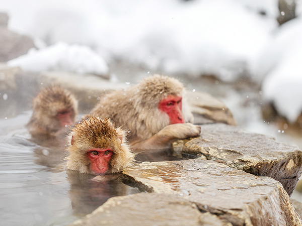 Snow Monkeys Japan