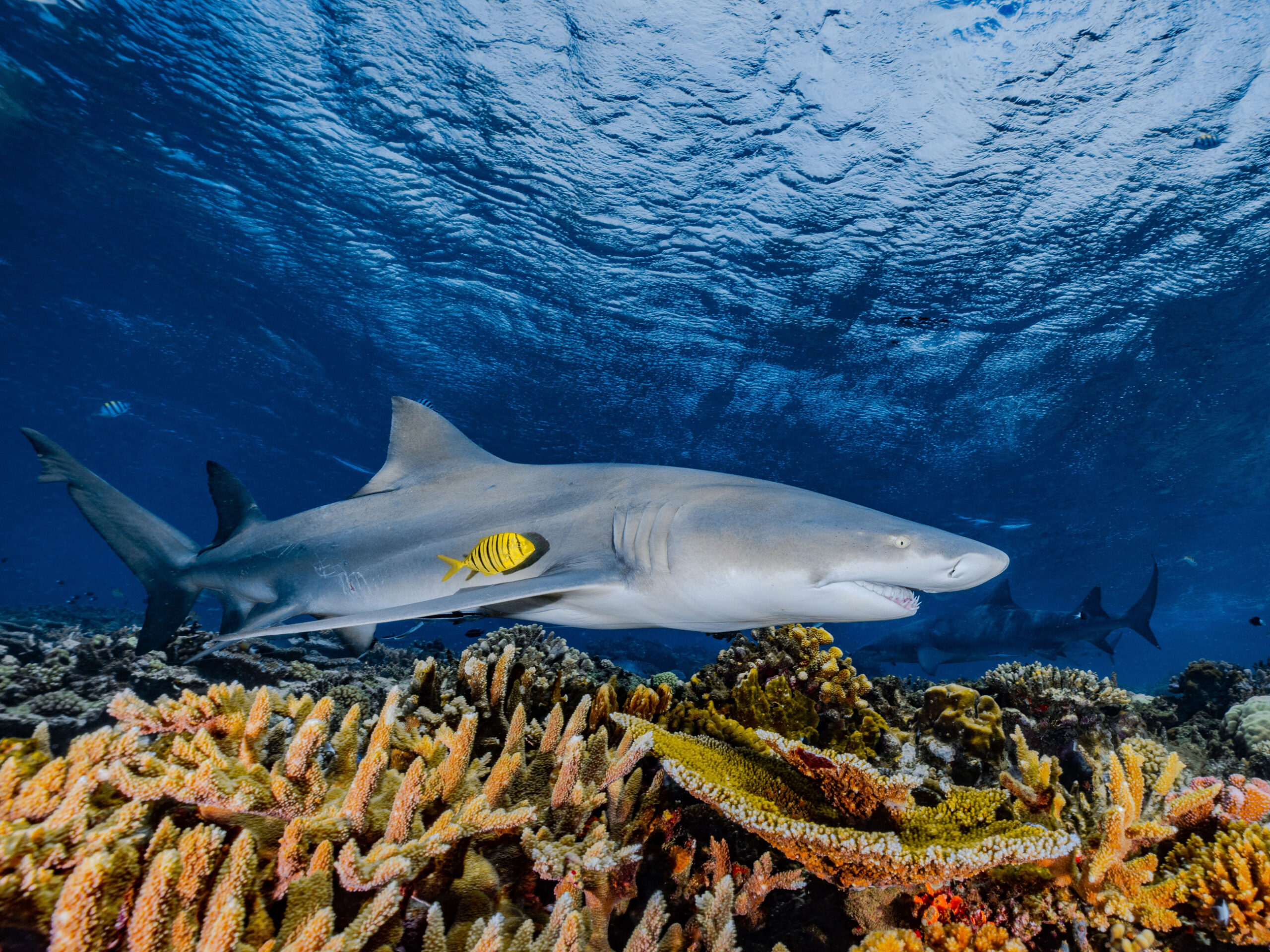 shark diving in Fiji