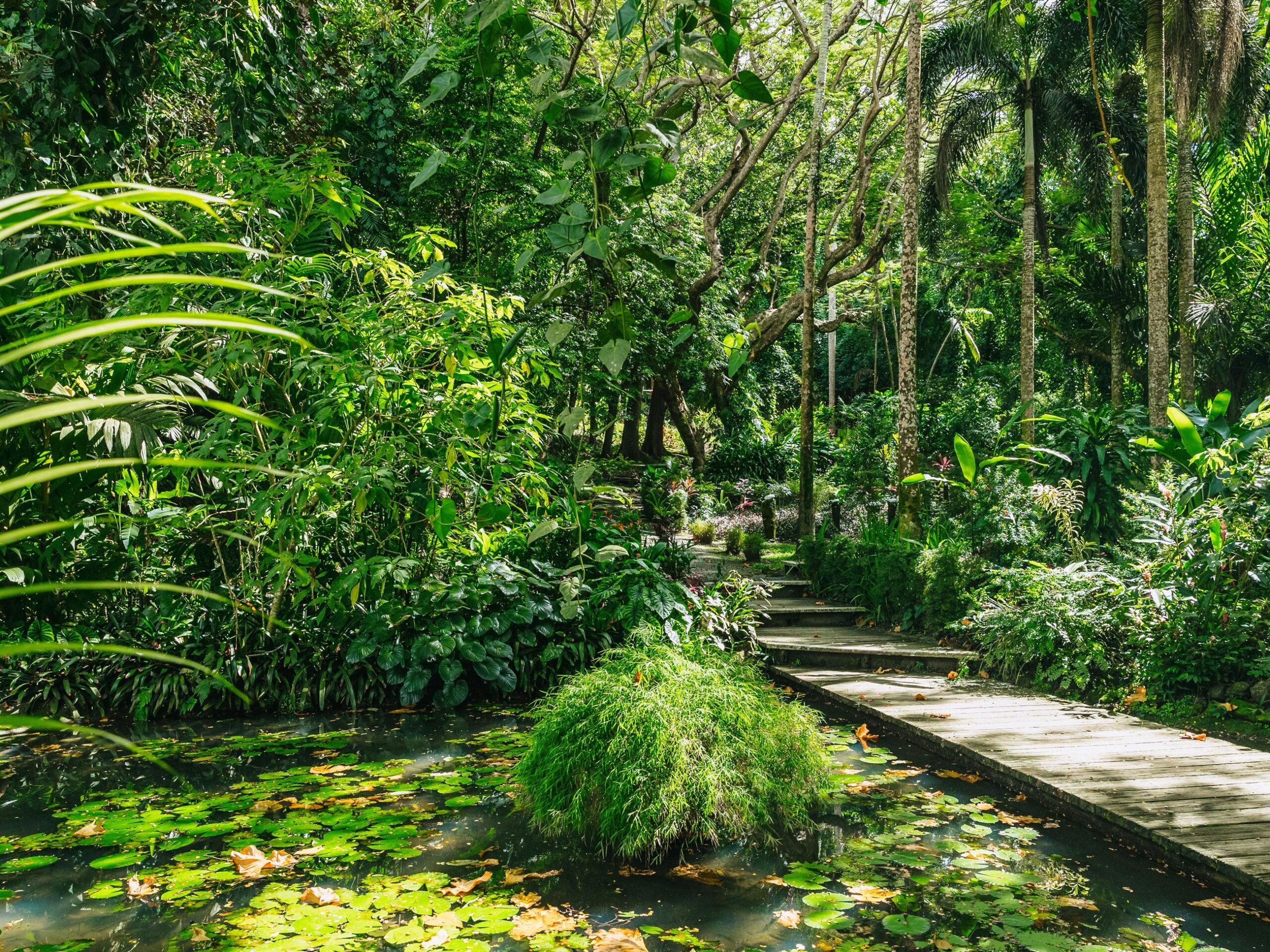 the Garden of the Sleeping Giant, Fiji