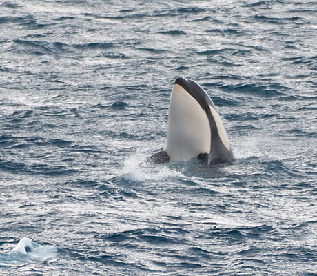 Whale breaching Danco Island, Antarctica