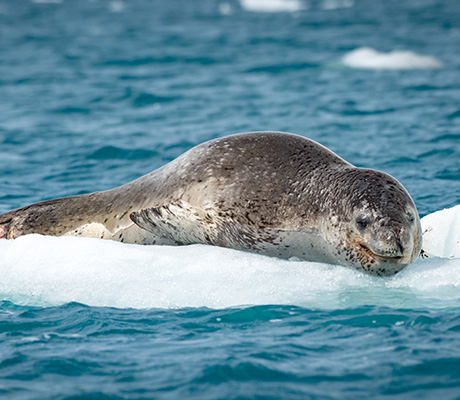 Seal hunting Half Moon Island, Antarctica