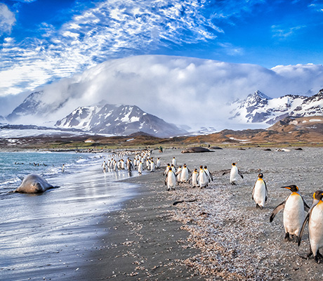 King Penguins, South Georgia, Antarctica