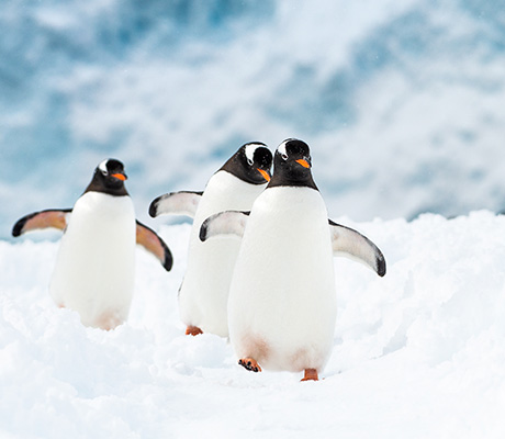 Penguins, Neko Harbour, Antarctica