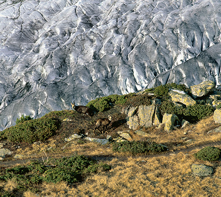 Chamois, Aletsch Glacier, Switzerland
