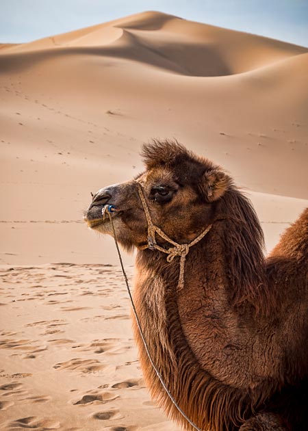 Visit a local camel herding family in the Gobi Desert.