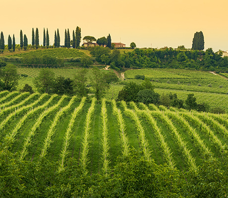 Congeliano Veneto, Collabrigo, The Prosecco Hills