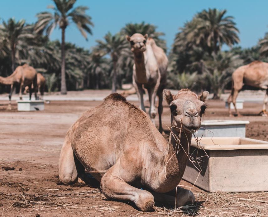 Insider guides to the Middle East