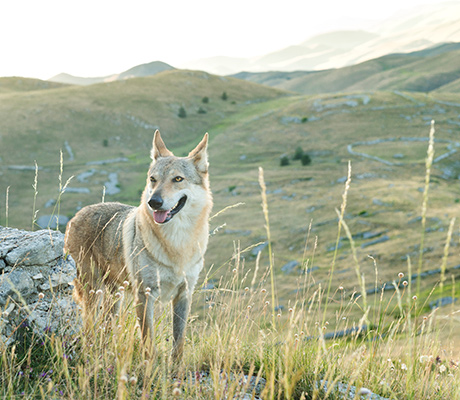 Wolf in Gran Sasso National Park, Abruzzo, Italy