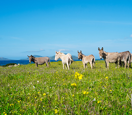Sardinian donkeys in Asinara island, Sardinia