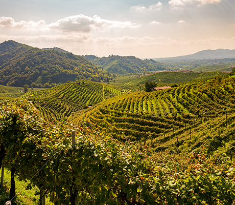 Vineyards in Valdobbiadene, Prosecco Hills,, Italy