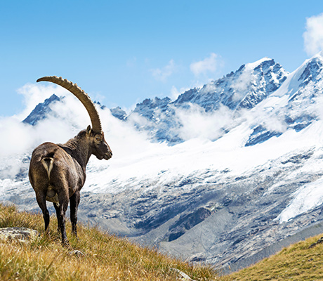 Wild ibex in the Italian Alps, Gran Paradiso National Park