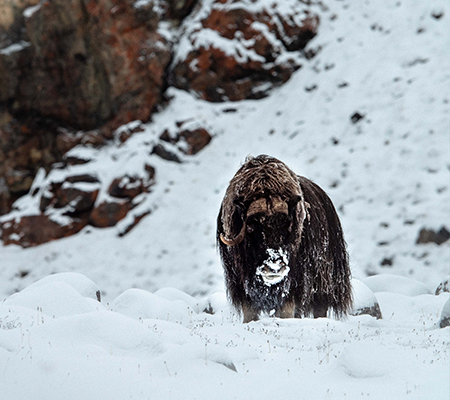 Muskox in the snow, Canadian Arctic