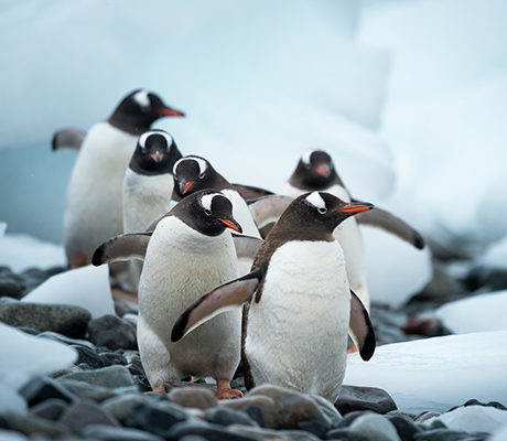 Penguins in Antarctica