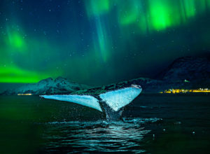Whale with Northern Lights backdrop