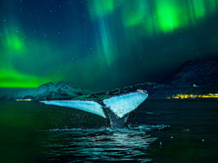 Whale with Northern Lights backdrop