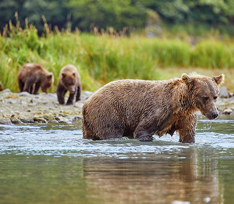 Bears crossing a river, Alaska