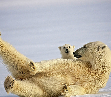 Polar Bears in Svalbord